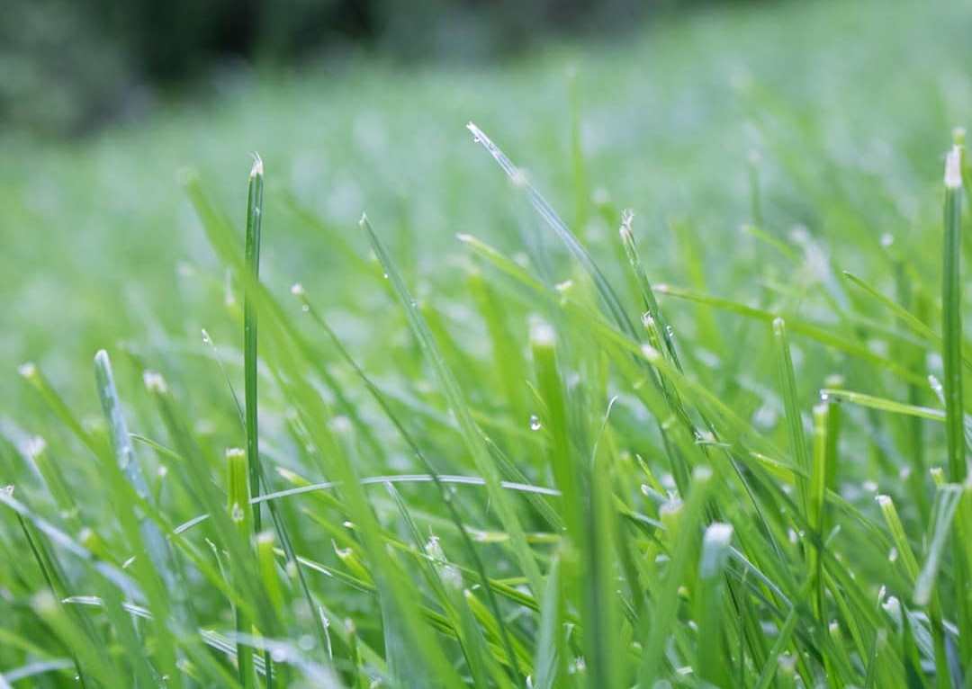 How Do We Get Lawns So Weed Free And Tidy? - RonMowers